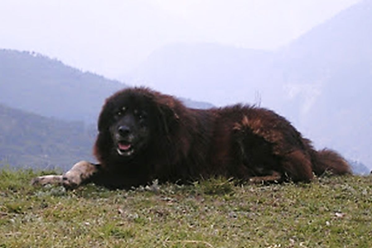 Bhotia Dog