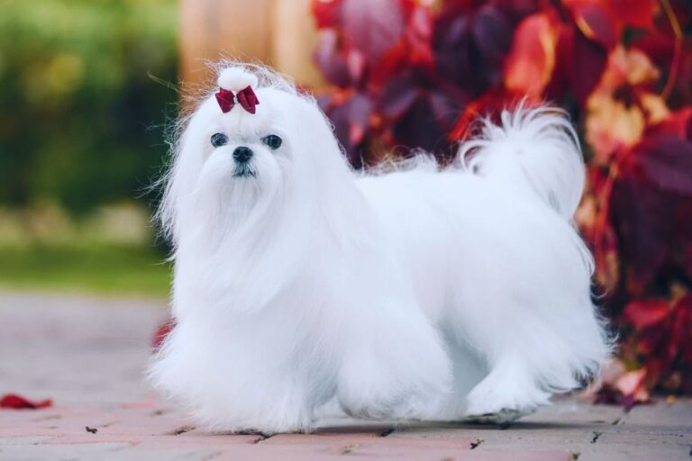 Maltese dog price in India In 2023 – At Best Price, Lifespan, Health and More