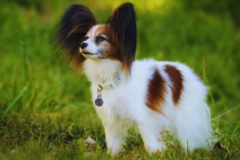 Papillon Dog Price In India In 2023, Appearance and Characteristics