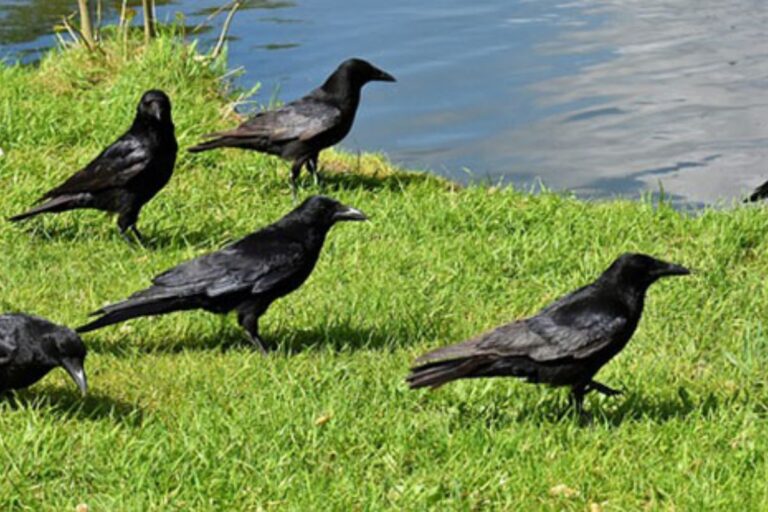 What Do You Call A Group Of Crows?